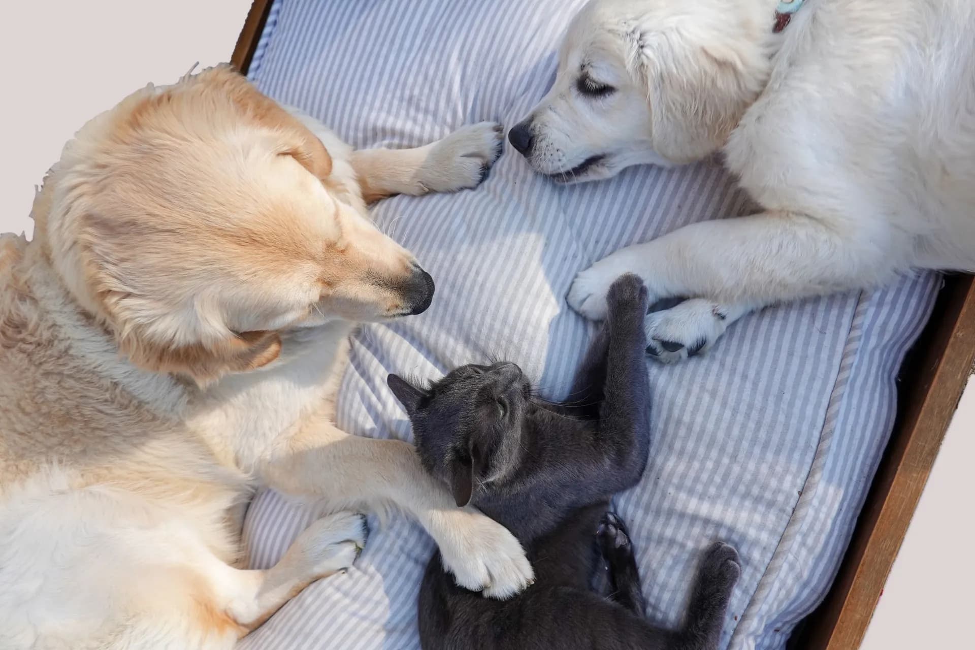 Cachorro e gato deitados juntos num sofá